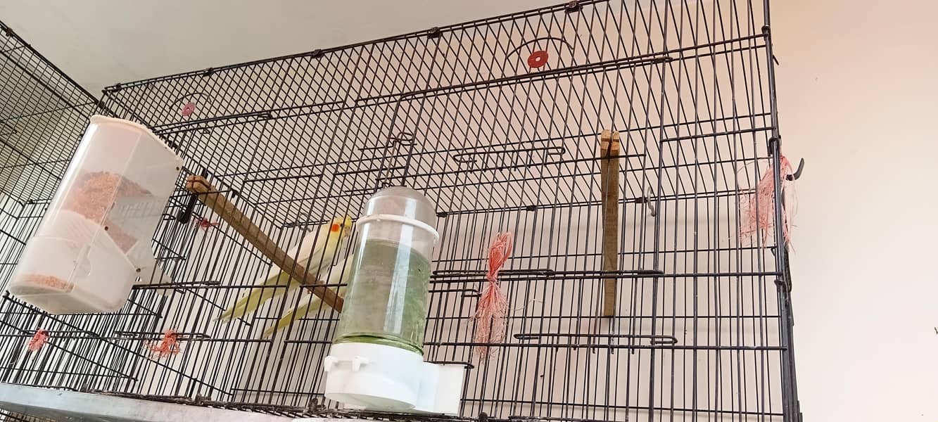 parrot 0