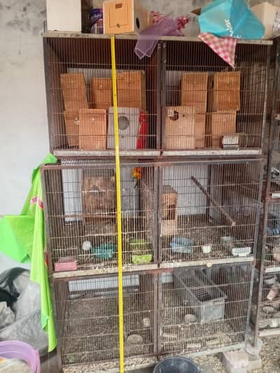 iron birds cages