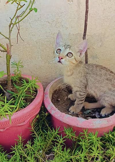 Cute kitten for adoption