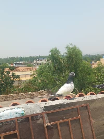 breeder pigeon more Information in inbox