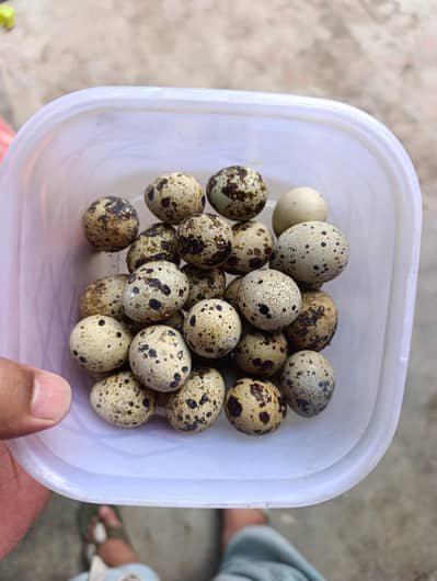 Batair fertile eggs