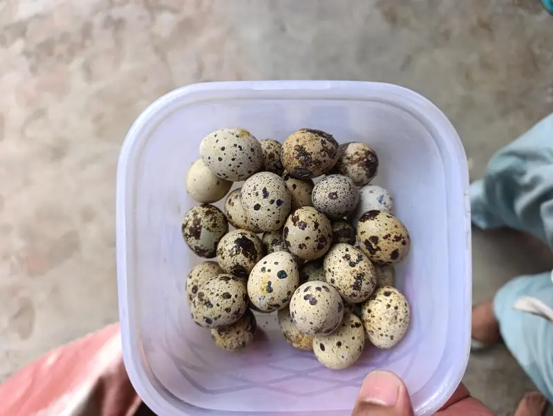 Batair fertile eggs — photo 2