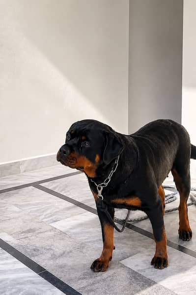 Rottweiler Breeder Female
