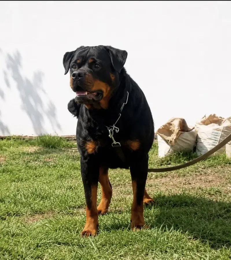 Rottweiler Breeder Female — photo 3