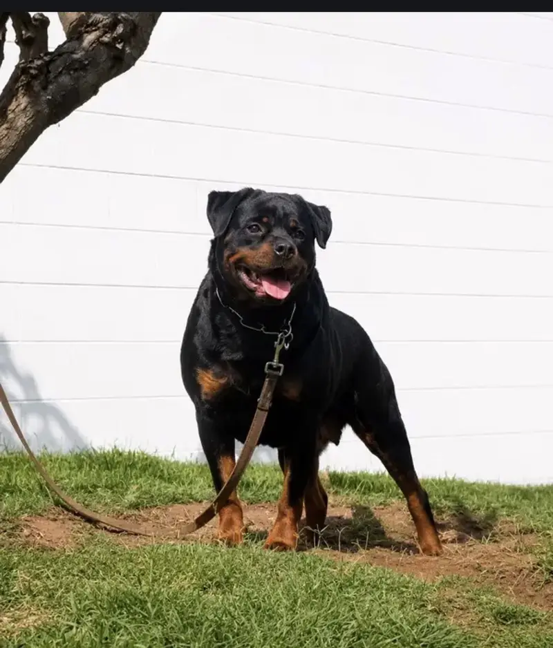 Rottweiler Breeder Female — photo 4