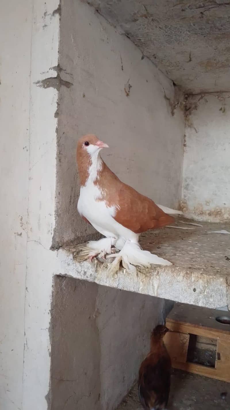 pigeons 0