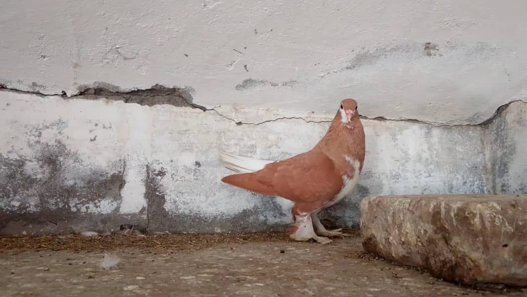 pigeons 2