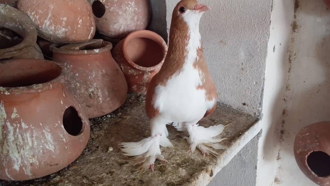 pigeons 3