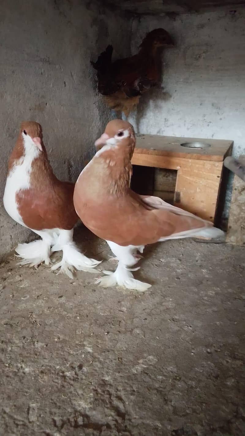 pigeons 4