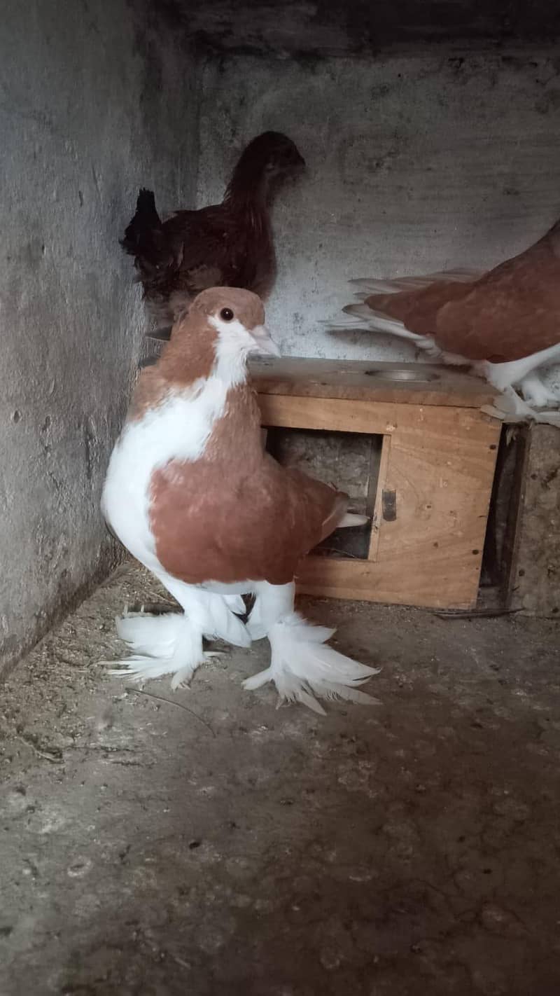 pigeons 5