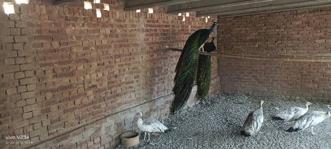 peafowl peacock farming / bilow shoulder. black shoulder white and pid