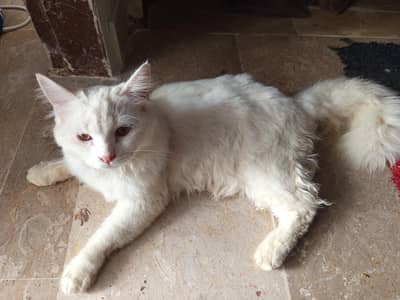 doll face Persian cat (on heat)