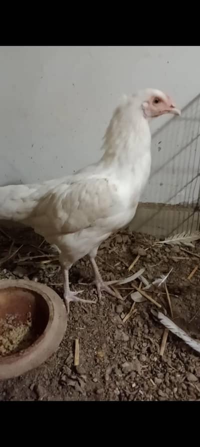 white aseel hera murgi