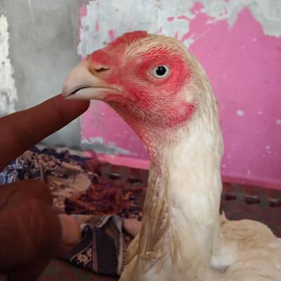 shamo cross Madi hay 03263688757