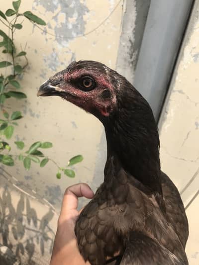 Thai and dragon cross female buyer contact 0 3 4 4 666627