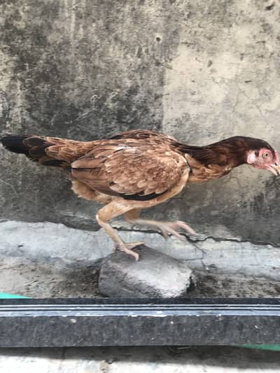 Thai and dragon cross female buyer contact 0 3 4 4 666627