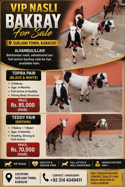 Goat For sale/Gulabi bakra/Goat/بکرا/desi bakra/Goat Pair/bakra