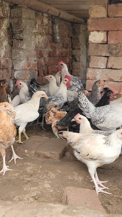 Golden Misri Pathiya Patha mix available Vaccine complete
