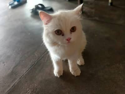 FOR SALE