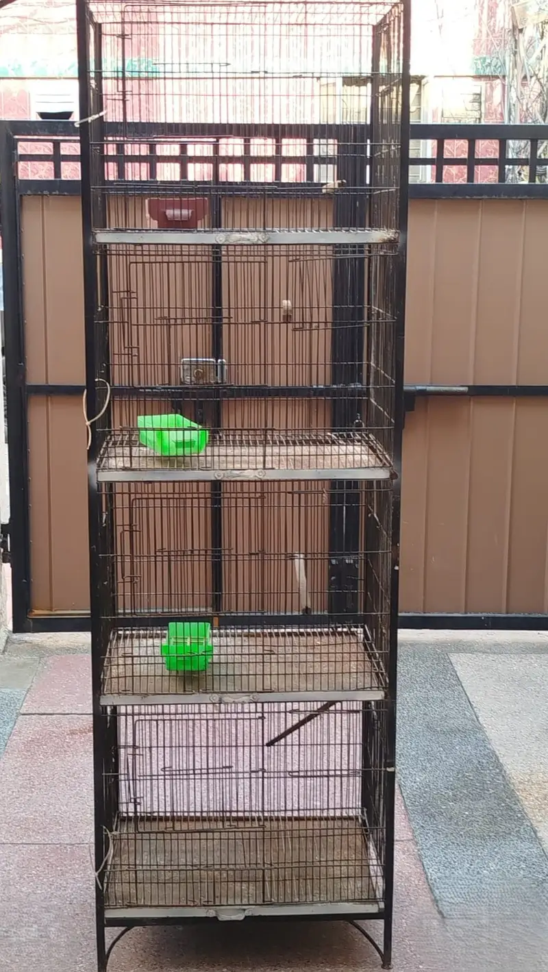 Birds Cages