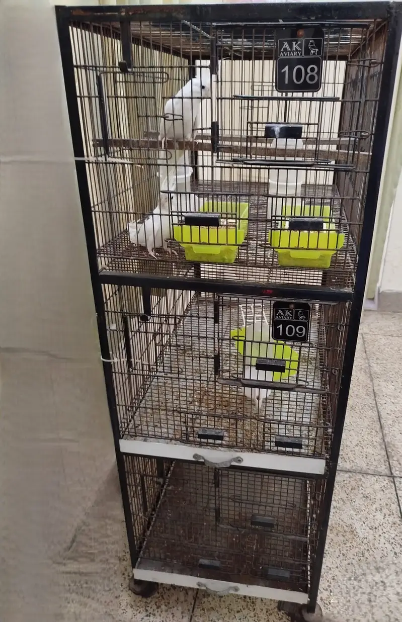 Birds Cages — photo 6