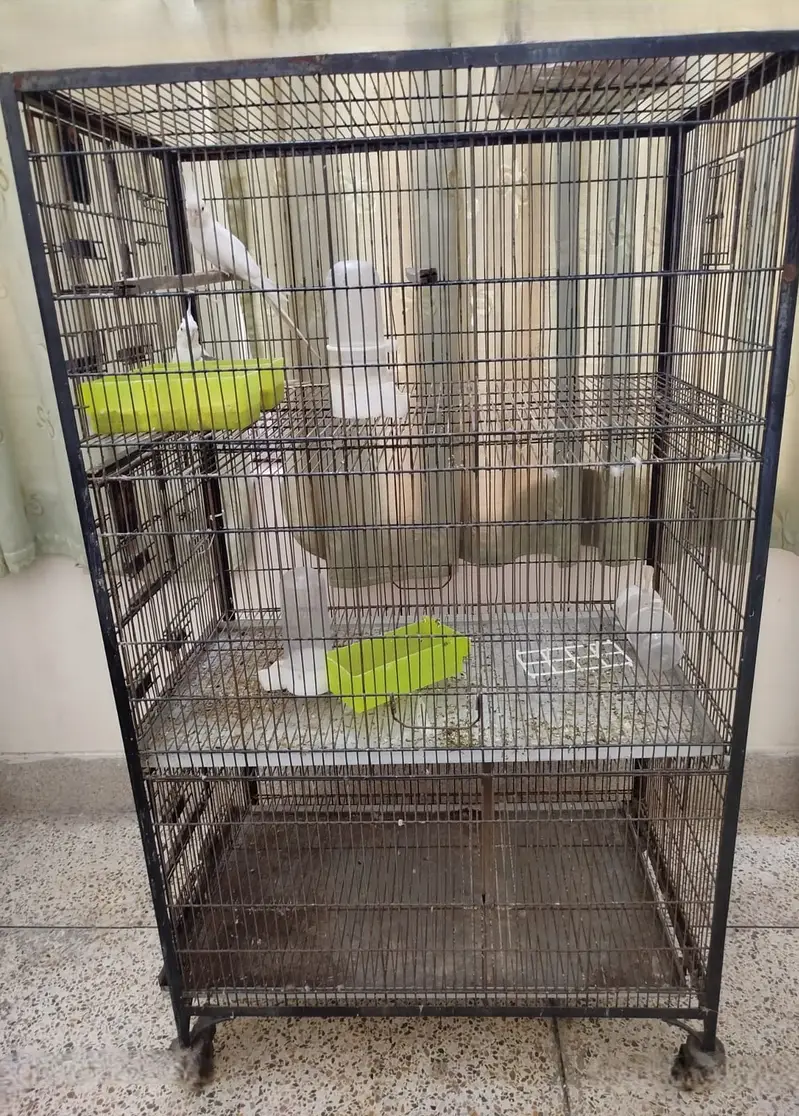 Birds Cages — photo 7