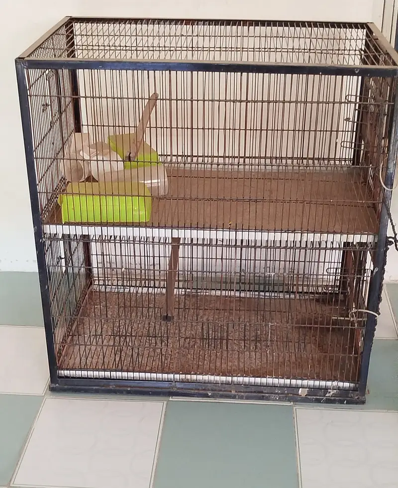 Birds Cages — photo 4