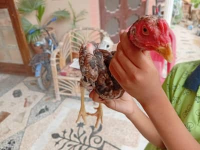 Aseel Miawali male patha and 6 chicks WhatsApp 03349573785