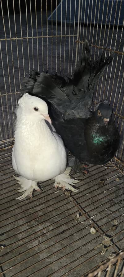 Lakha pair