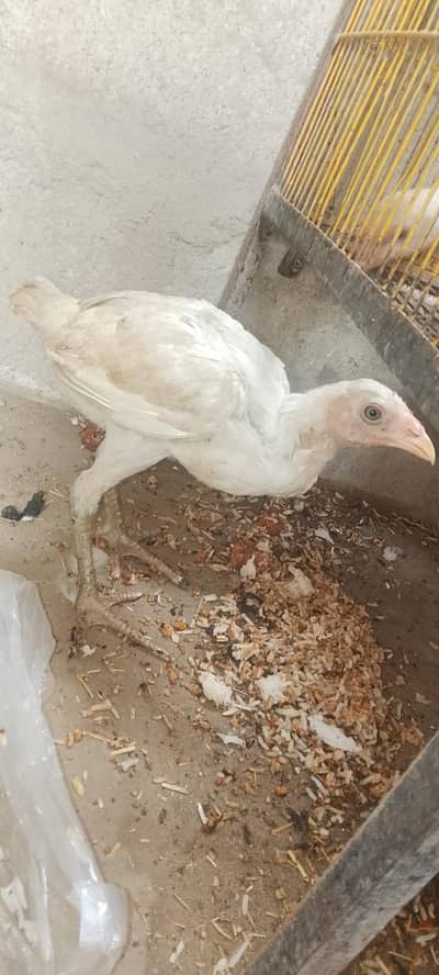 1 HEERE pathe 4 chick pathe he 1 ASEEL pure mianwali murga