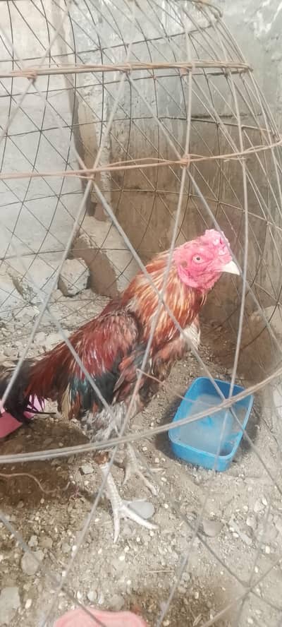 1 HEERE pathe 4 chick pathe he 1 ASEEL pure mianwali murga