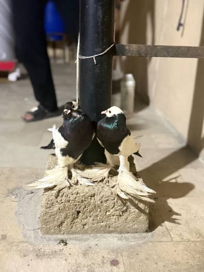 gubara pegion pair/laka Black tail pair