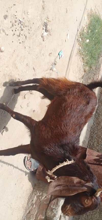 bakra for sale