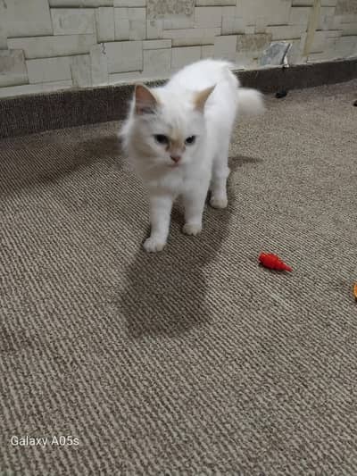 semi Persian cat