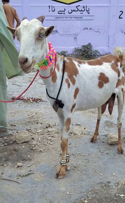 Teddy Gabban Bakri
