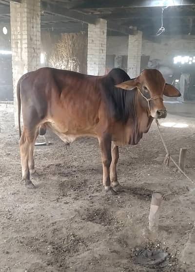 bull | Sahiwal Bachra | wacha | pure Sahiwal bull | vehra