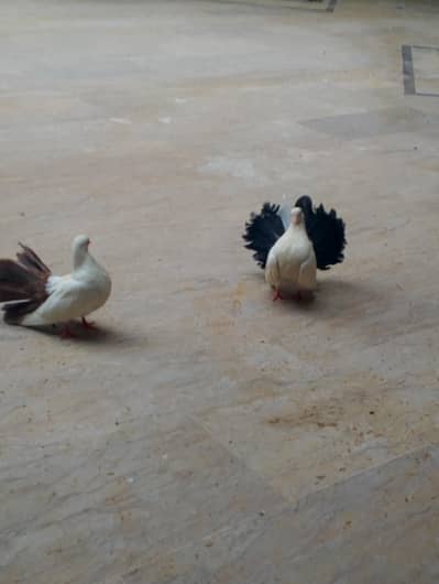 lakka red tail to black tail breeder pair