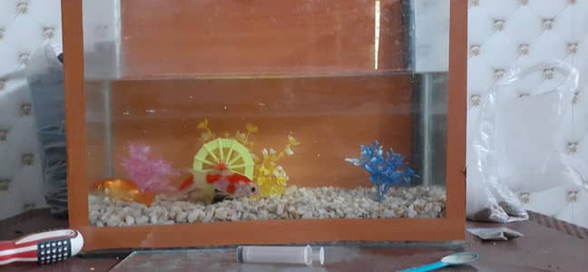 1.5 1.5 aquarium for sale with two fishes pair and accessories