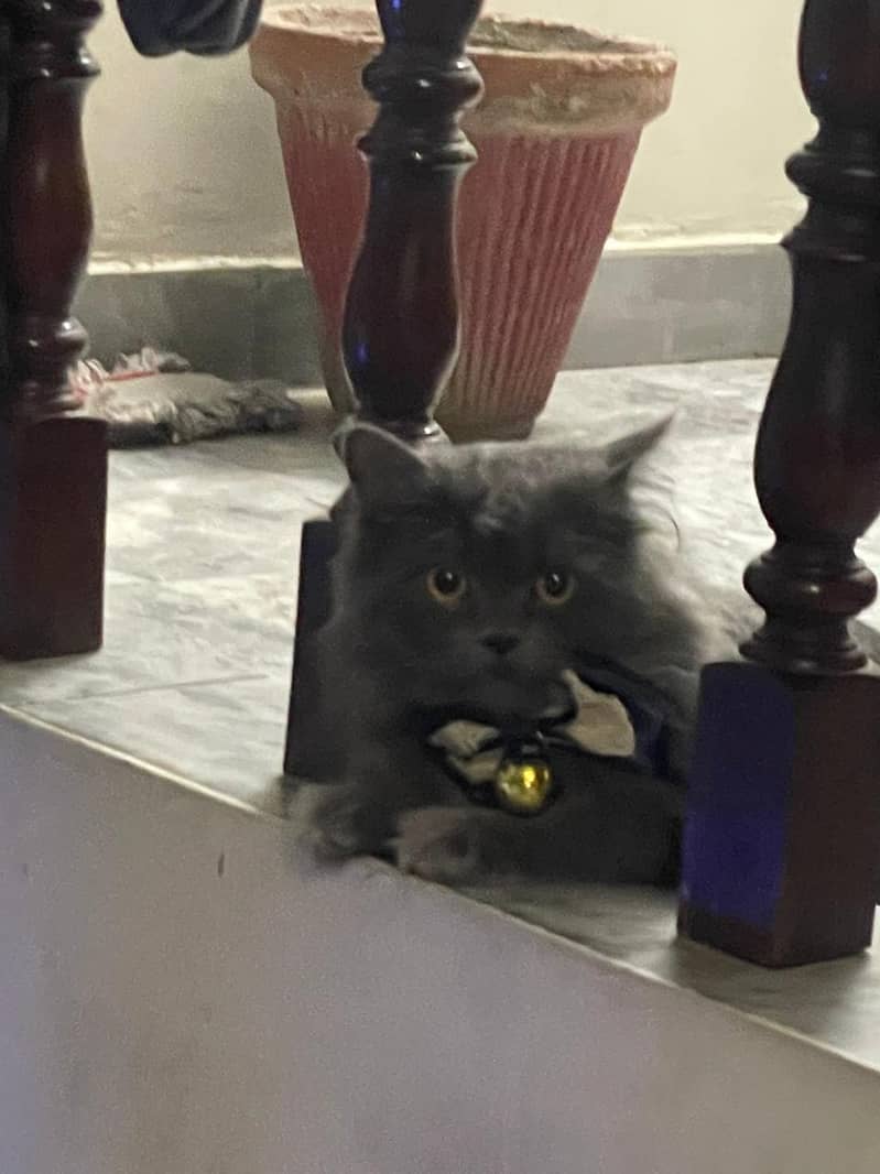 Missing cat 1