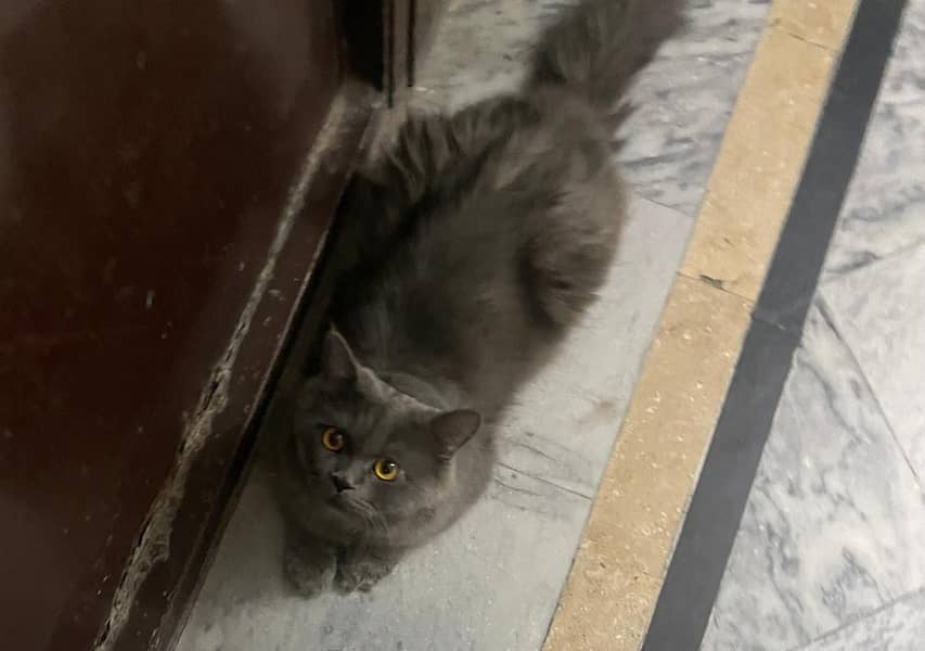 Missing cat 3