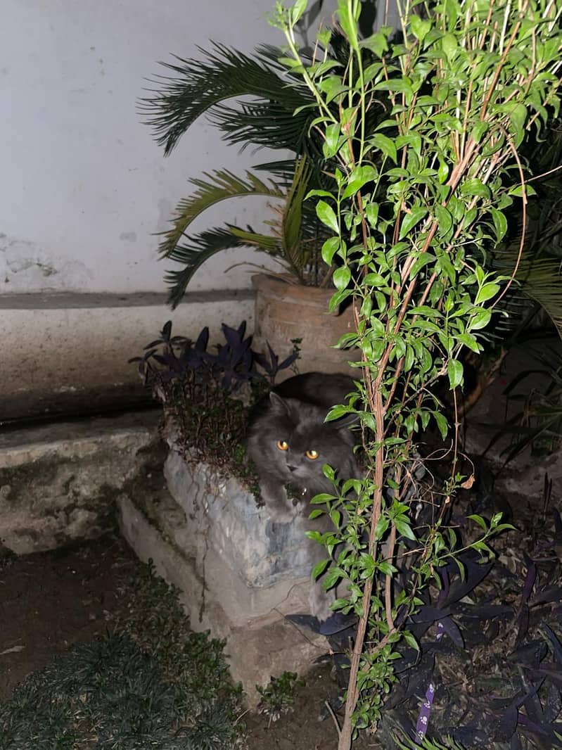 Missing cat 4