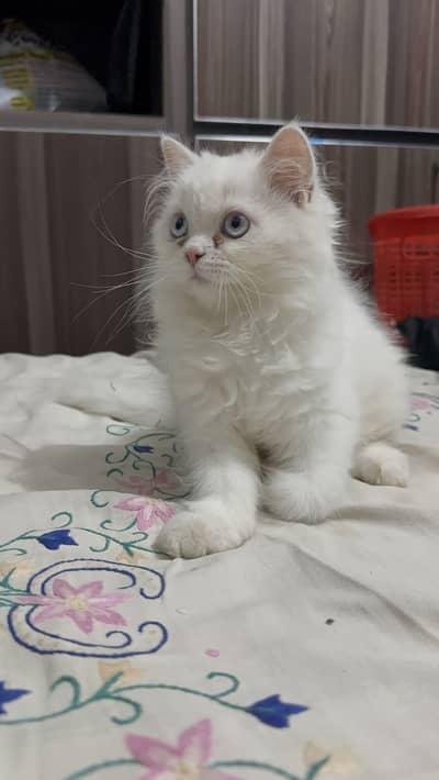 Triple coat Persian kitten blue eyes female 03280443175