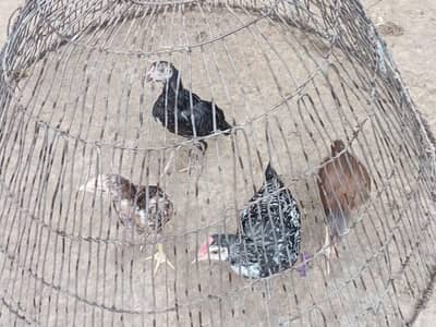 Aseel Miawali 6 chicks WhatsApp 03349573785