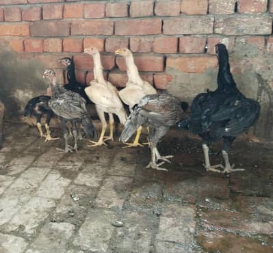 Aseel Home Breed