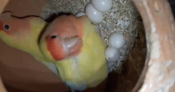 Lovebirds pair for sale