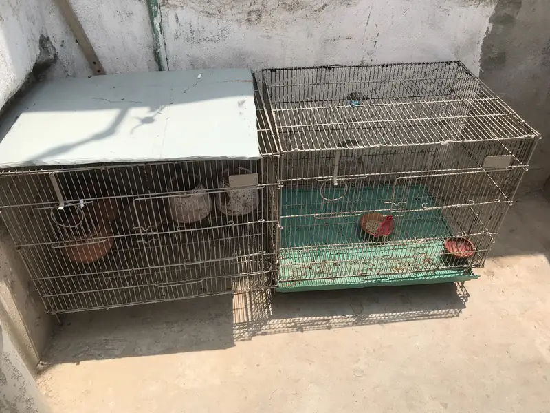 Cage parrot