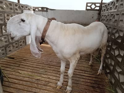 Breeder White Male Larkana Sheep