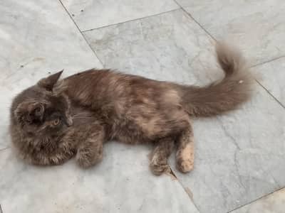 cute flaffy cat