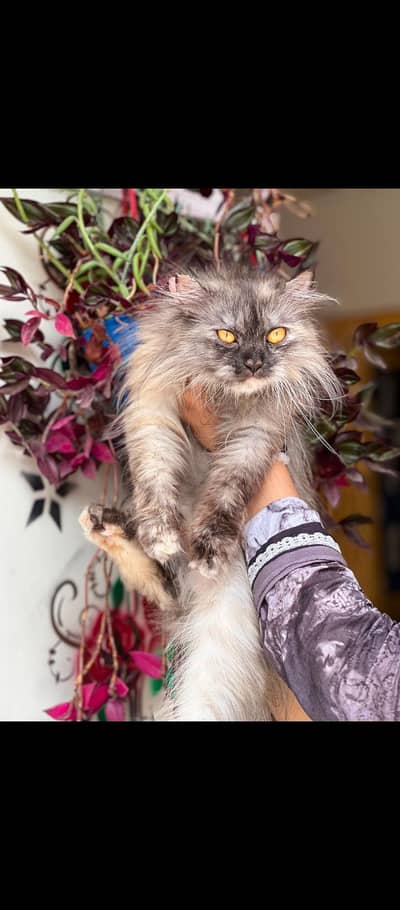 persion triple coated cat for sale