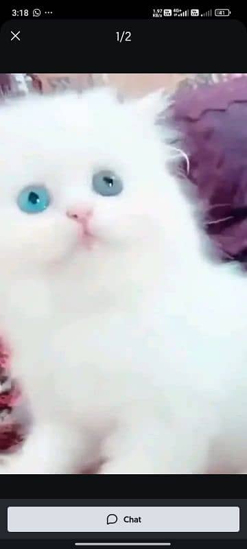 Persian cat for sale male female vaccine clear 0349=35.42=081=